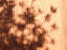 Ecrin de bois